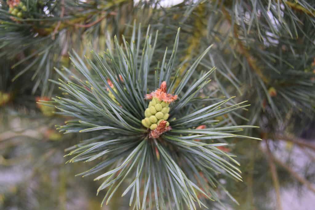 Pinus sylvestris 300-350 cm